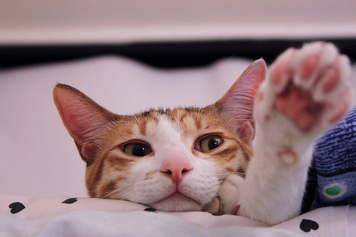 可爱的猫咪图片