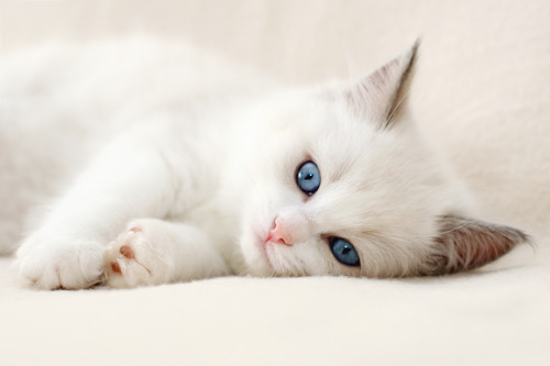 萌可爱小猫咪图片