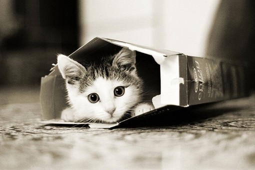萌可爱小猫咪图片