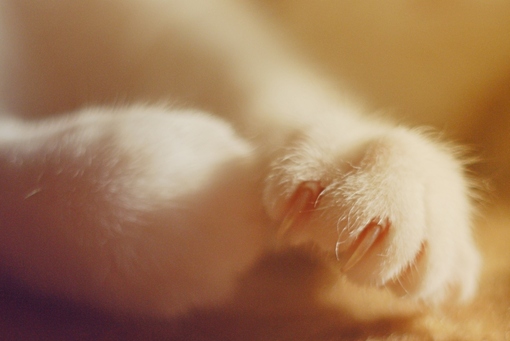 猫咪酣睡时的萌表情