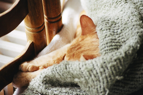 猫咪酣睡时的萌表情