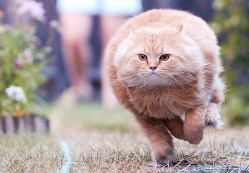 超搞笑可爱猫咪图片