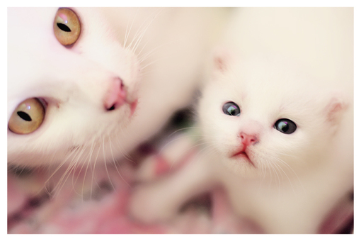 超搞笑可爱猫咪图片