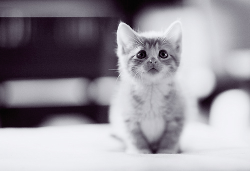 猫咪的可爱图片大全