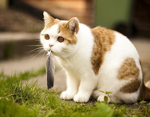 可爱搞笑的猫咪图片