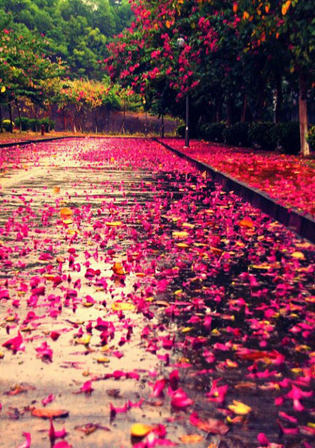 好看的清新图片唯美意境图片