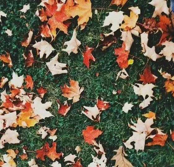 好看的清新图片唯美意境图片