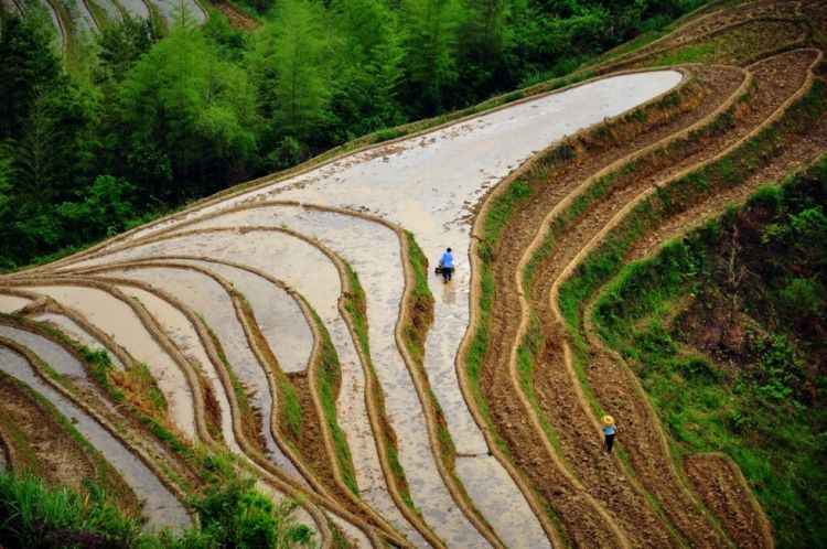 广西龙脊梯田风景图片
