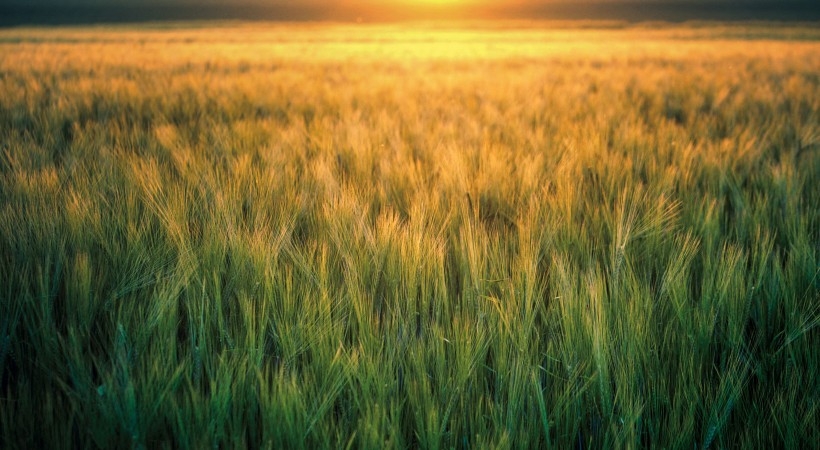 金色的麦穗秋天大丰收风景图片壁纸