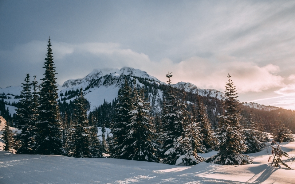 冬季森林里美丽的雪景高清图片壁纸