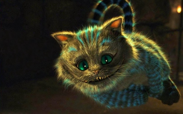 可爱猫科动物高清猫咪图片
