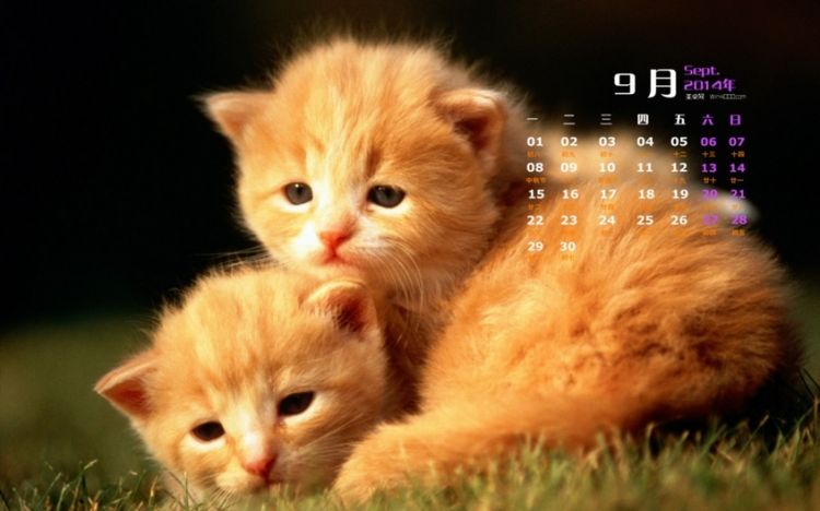 可爱动物萌萌哒猫咪高清日历图片