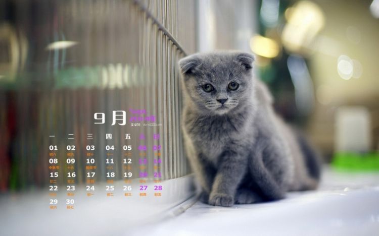 可爱动物萌萌哒猫咪高清日历图片