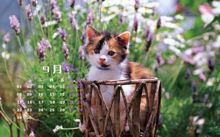 可爱动物萌萌哒猫咪高清日历图片