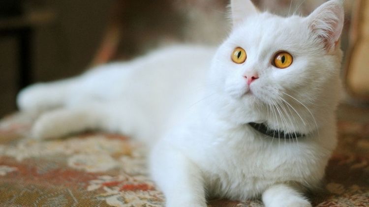 可爱萌宠雪白色猫咪高清动物壁纸