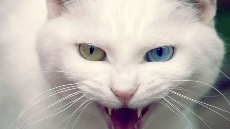 可爱萌宠雪白色猫咪高清动物壁纸
