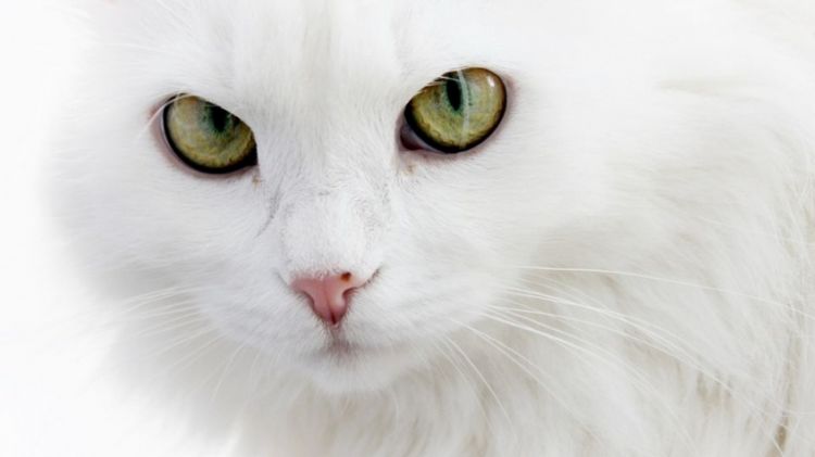 可爱萌宠雪白色猫咪高清动物壁纸