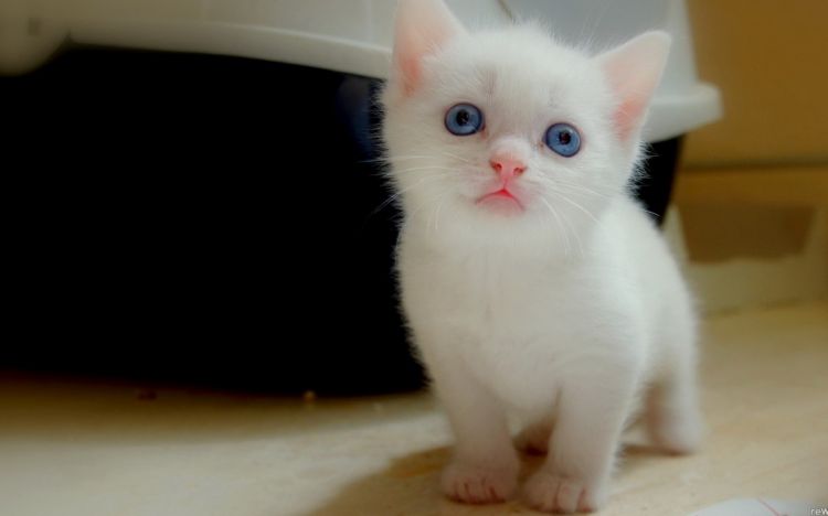 娇嫩可爱的猫咪萌宠动物图片