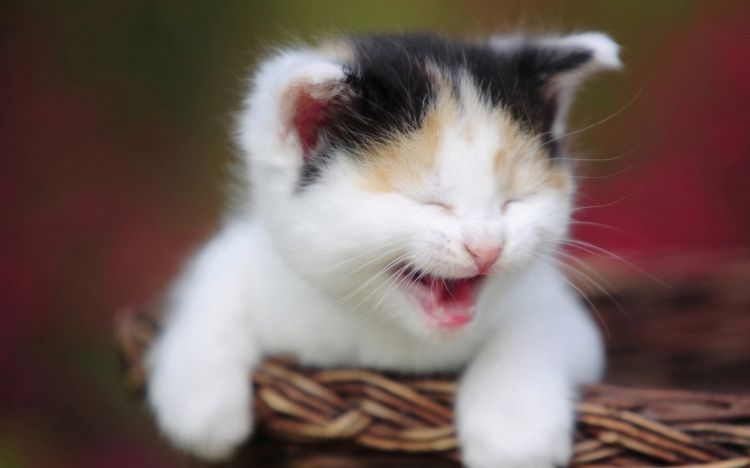 娇嫩可爱的猫咪萌宠动物图片
