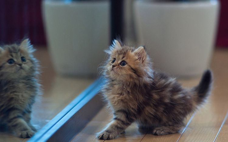 娇嫩可爱的猫咪萌宠动物图片