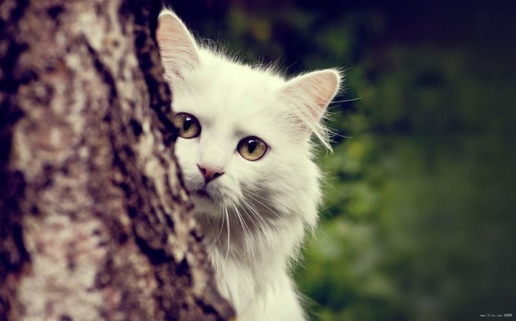 贼亲贼萌的动物猫咪图片大全