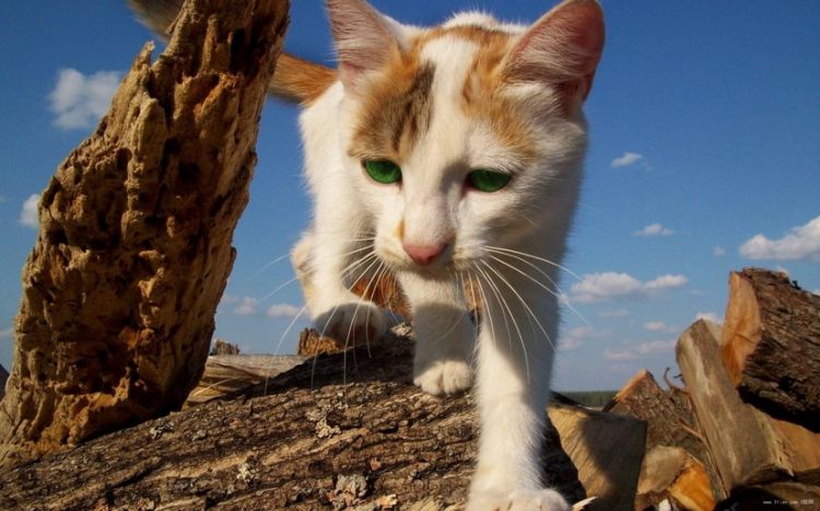 贼亲贼萌的动物猫咪图片大全