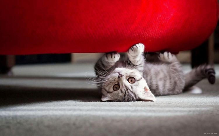 贼亲贼萌的动物猫咪图片大全