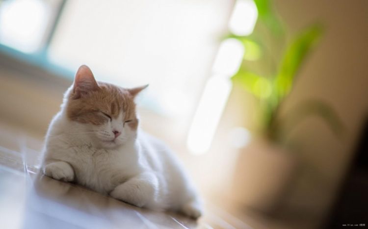 贼亲贼萌的动物猫咪图片大全