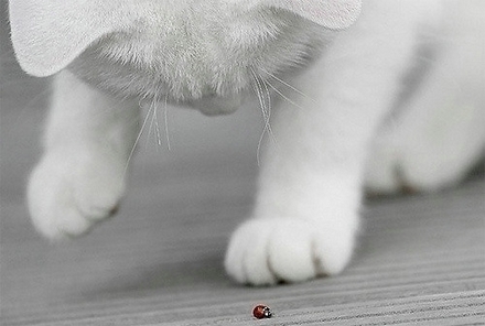 娇小可爱的猫咪萌宠动物图片大全