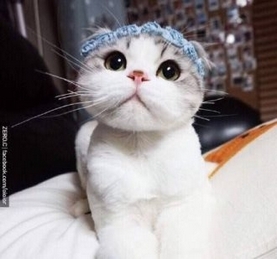 可爱猫咪折耳猫动物图片大全