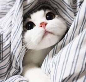 可爱猫咪折耳猫动物图片大全