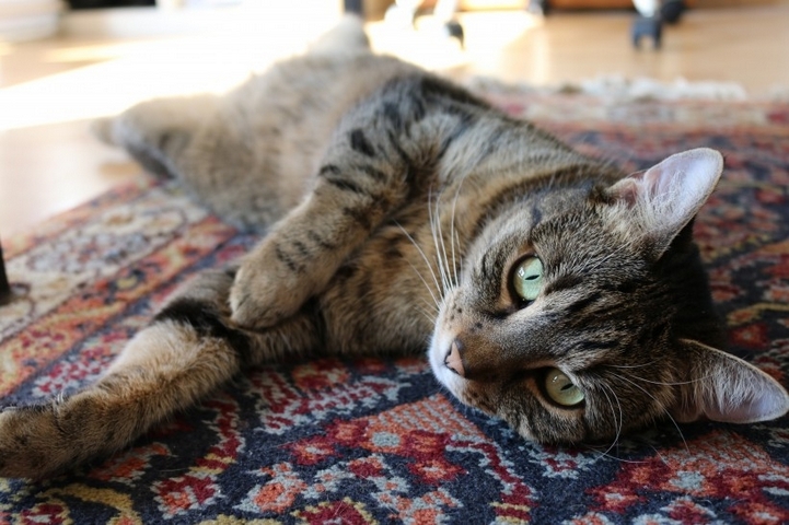 躺在地毯上慵懒的猫咪动物图片摄影