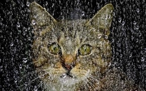 可爱呆萌猫咪高清动物精美壁纸