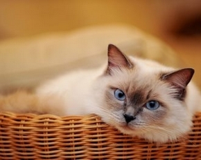 可爱呆萌猫咪高清动物精美壁纸