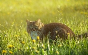 可爱呆萌猫咪高清动物精美壁纸
