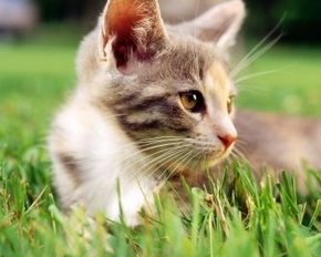可爱呆萌猫咪高清动物精美壁纸
