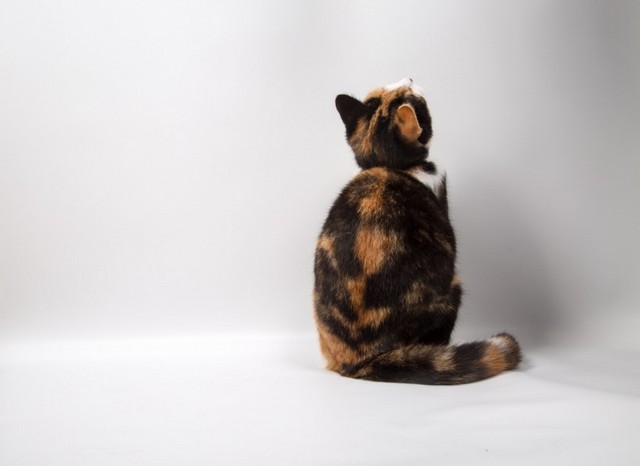 超萌可爱猫咪高清动物图片大全