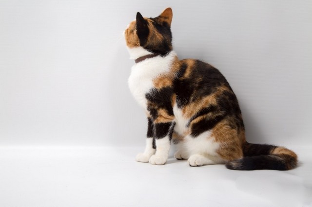 超萌可爱猫咪高清动物图片大全
