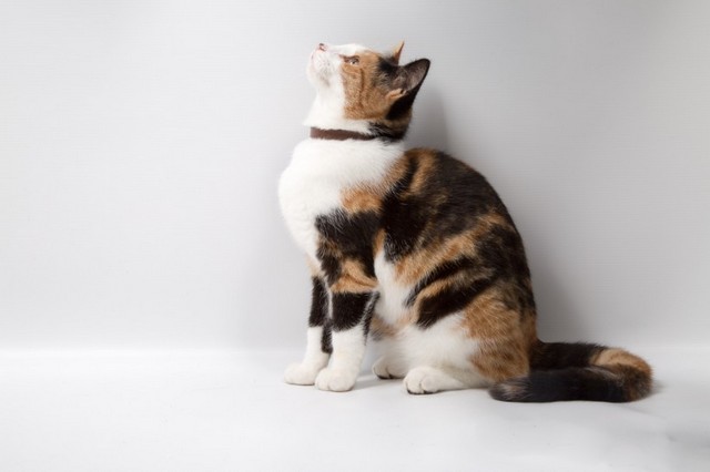 超萌可爱猫咪高清动物图片大全
