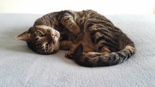 超萌可爱猫咪高清动物图片大全