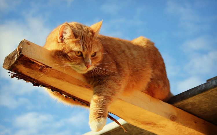 精选活泼可爱的猫咪动物图片大全