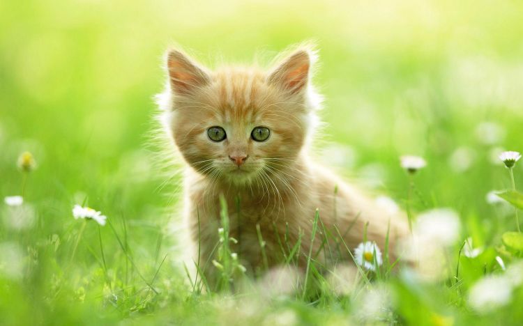 精选活泼可爱的猫咪动物图片大全