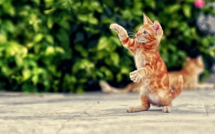 精选活泼可爱的猫咪动物图片大全