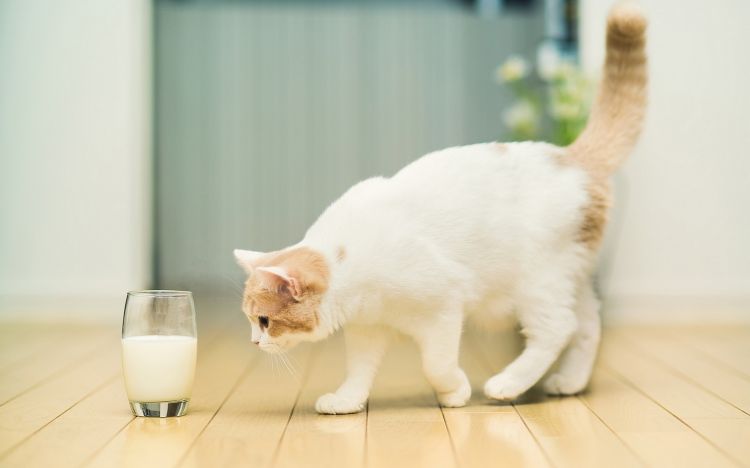 精选活泼可爱的猫咪动物图片大全