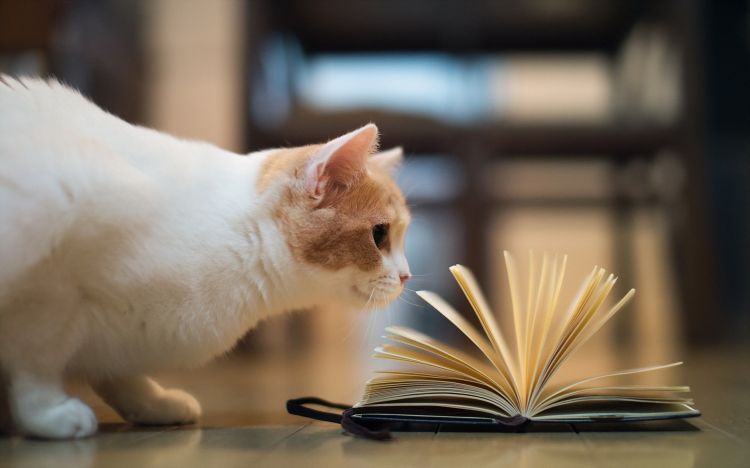 精选活泼可爱的猫咪动物图片大全