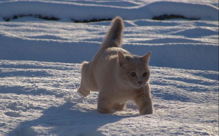 雪地里玩耍的猫咪动物壁纸图片大全