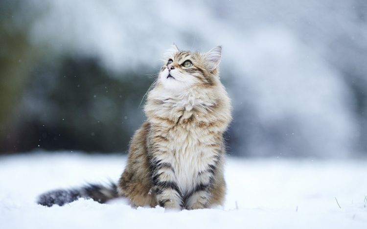 雪地里玩耍的猫咪动物壁纸图片大全