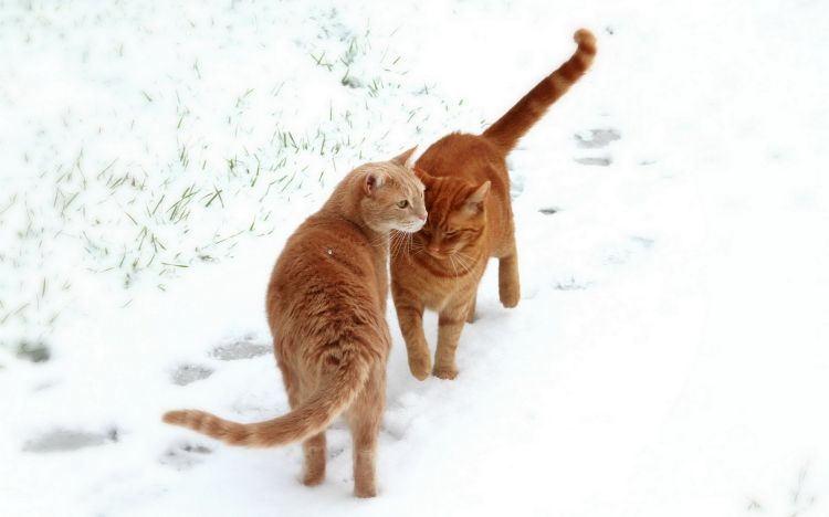 雪地里玩耍的猫咪动物壁纸图片大全