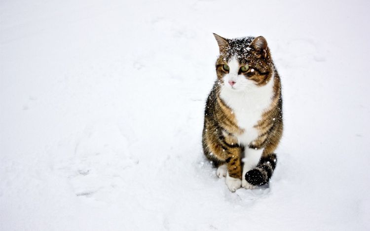 雪地里玩耍的猫咪动物壁纸图片大全