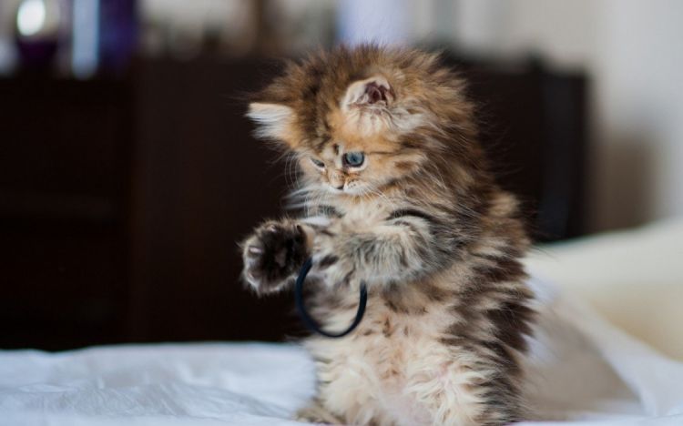 精选呆萌可爱的猫咪动物图片